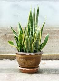 snake plant