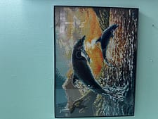 DD dolphin