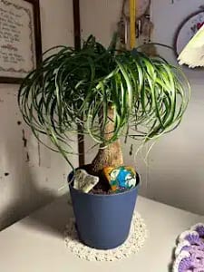 ponytail palm