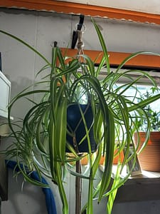 Spider plant