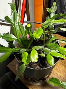 Thanksgiving cactus first one i got